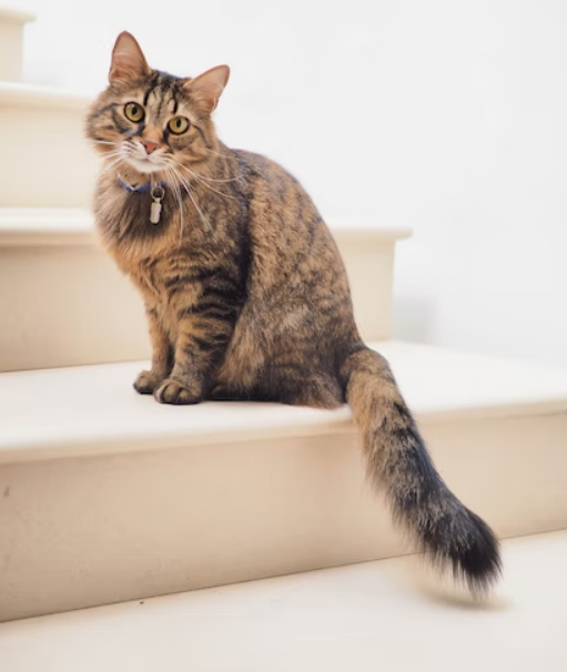 chat